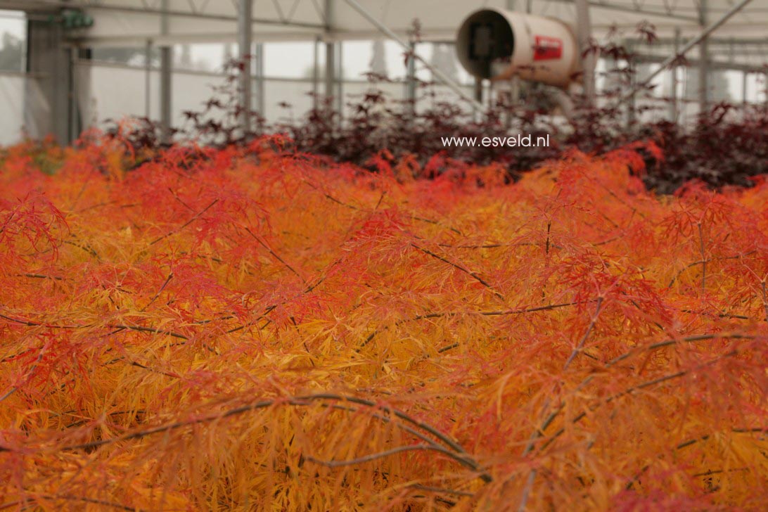 Acer palmatum 'Dissectum'