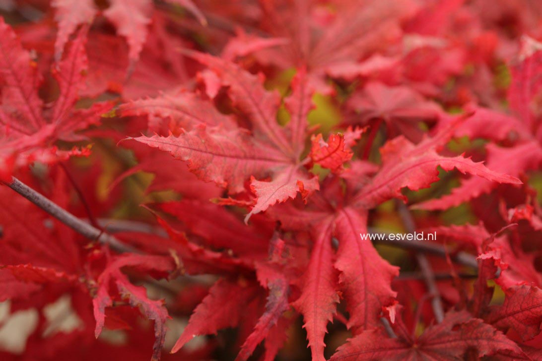 Acer palmatum 'Beni shigatatsu sawa'