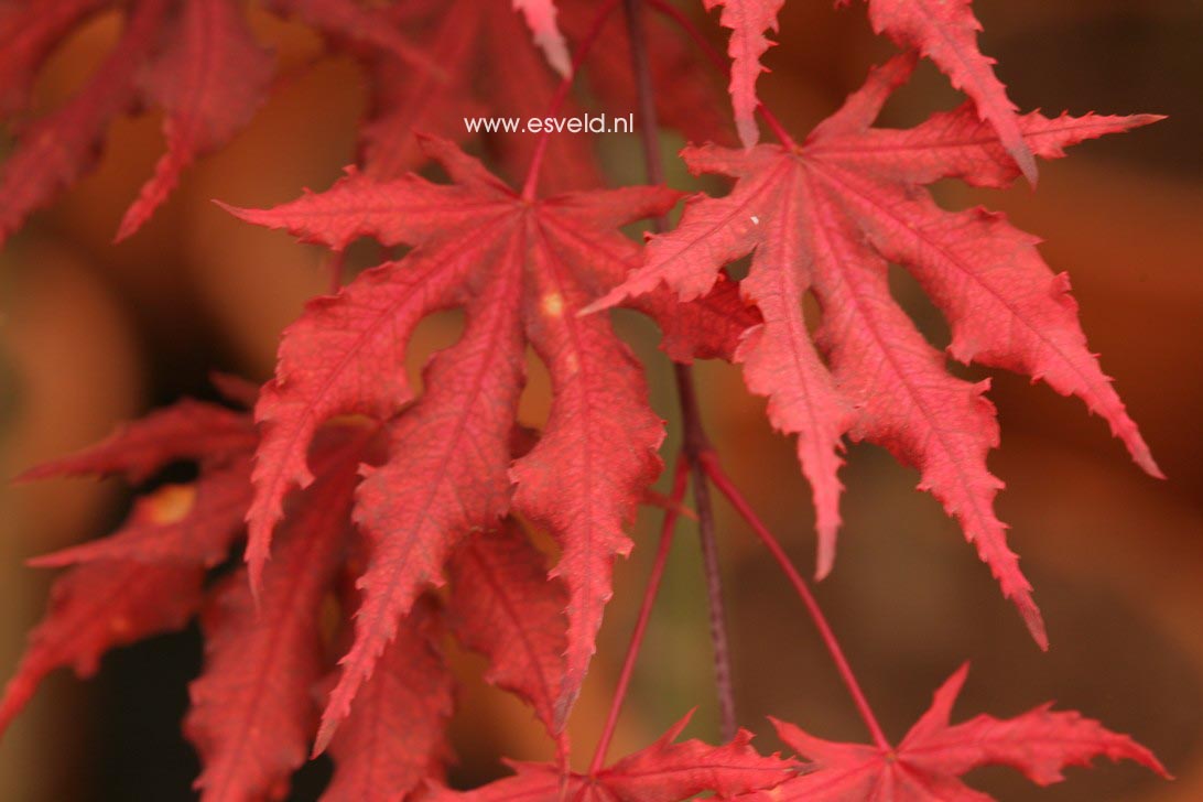 Acer palmatum 'Beni shigatatsu sawa'