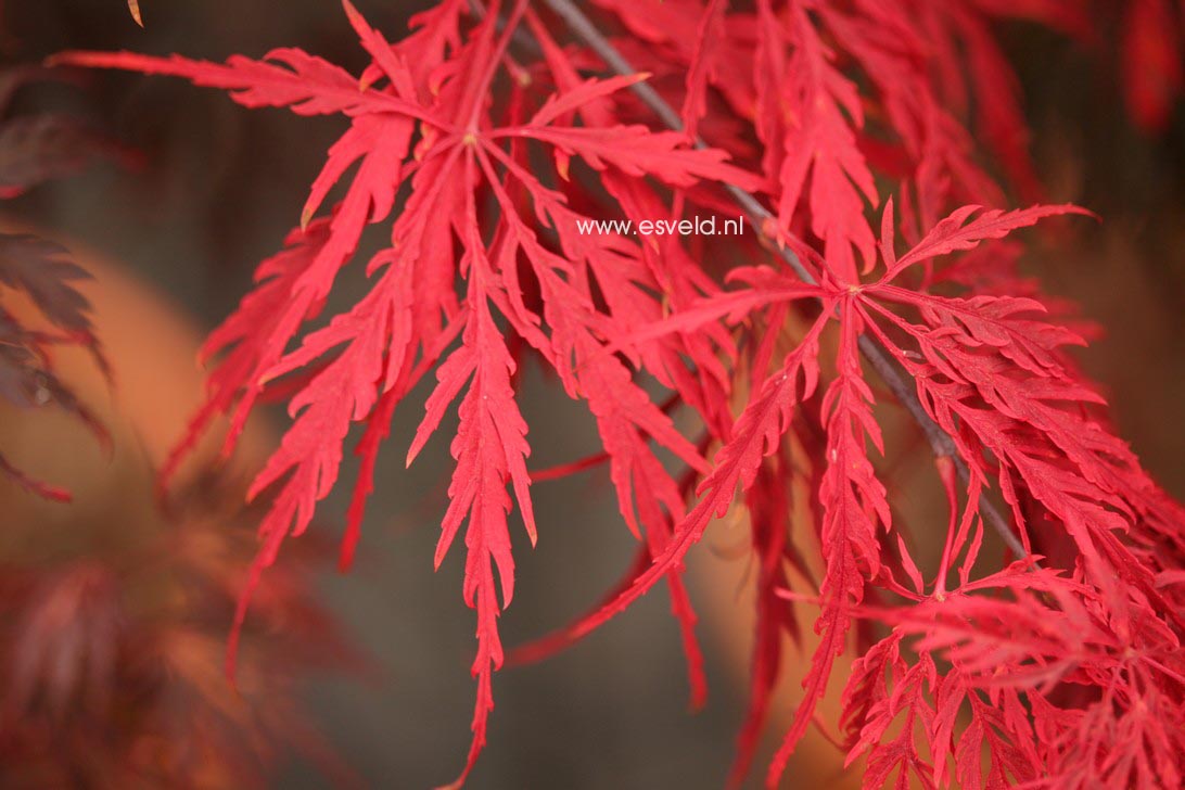 Acer palmatum 'Tamuke yama'