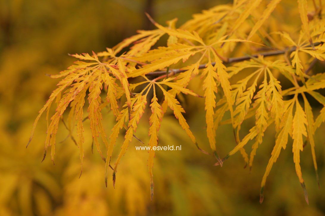 Acer palmatum 'Washi no o'