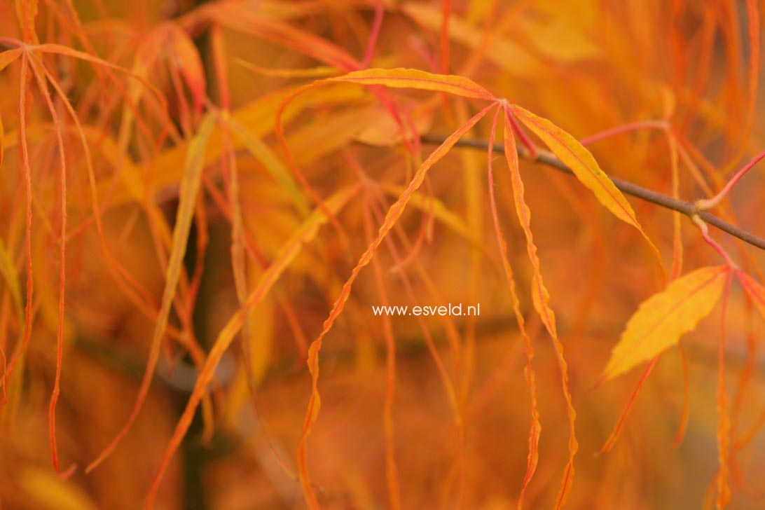 Acer palmatum 'Koto no ito'