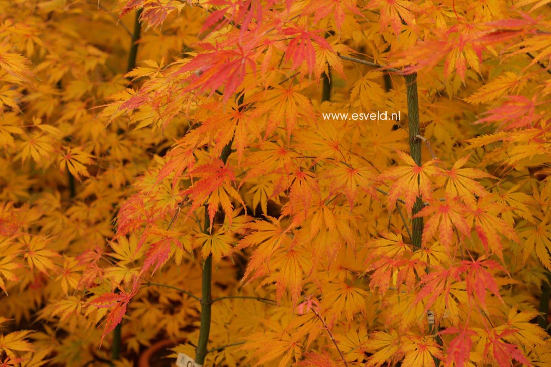 Acer palmatum 'Omura yama'