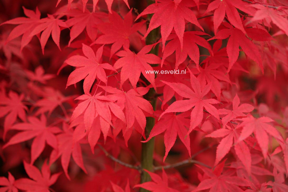 Acer palmatum 'Ohsakazuki'