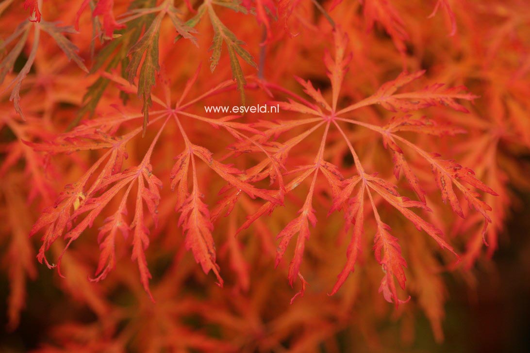 Acer japonicum 'Green Cascade'