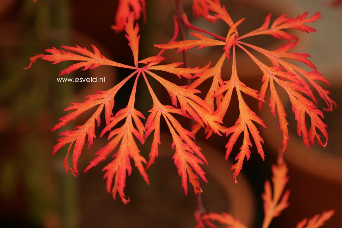 Acer japonicum 'Green Cascade'