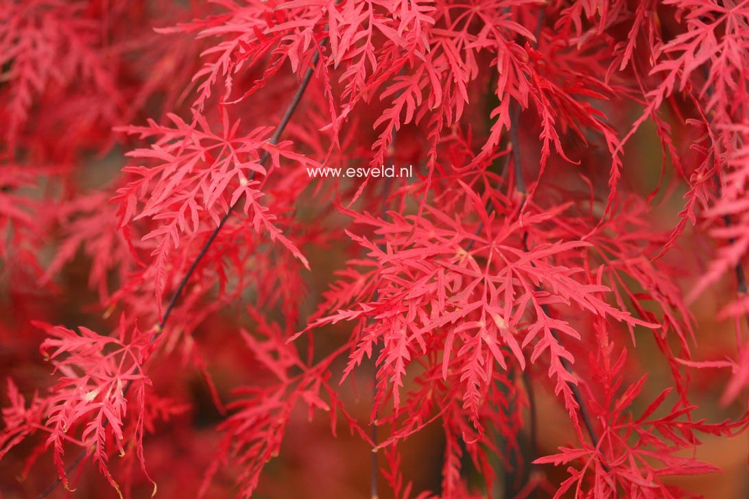 Acer palmatum 'Orangeola'