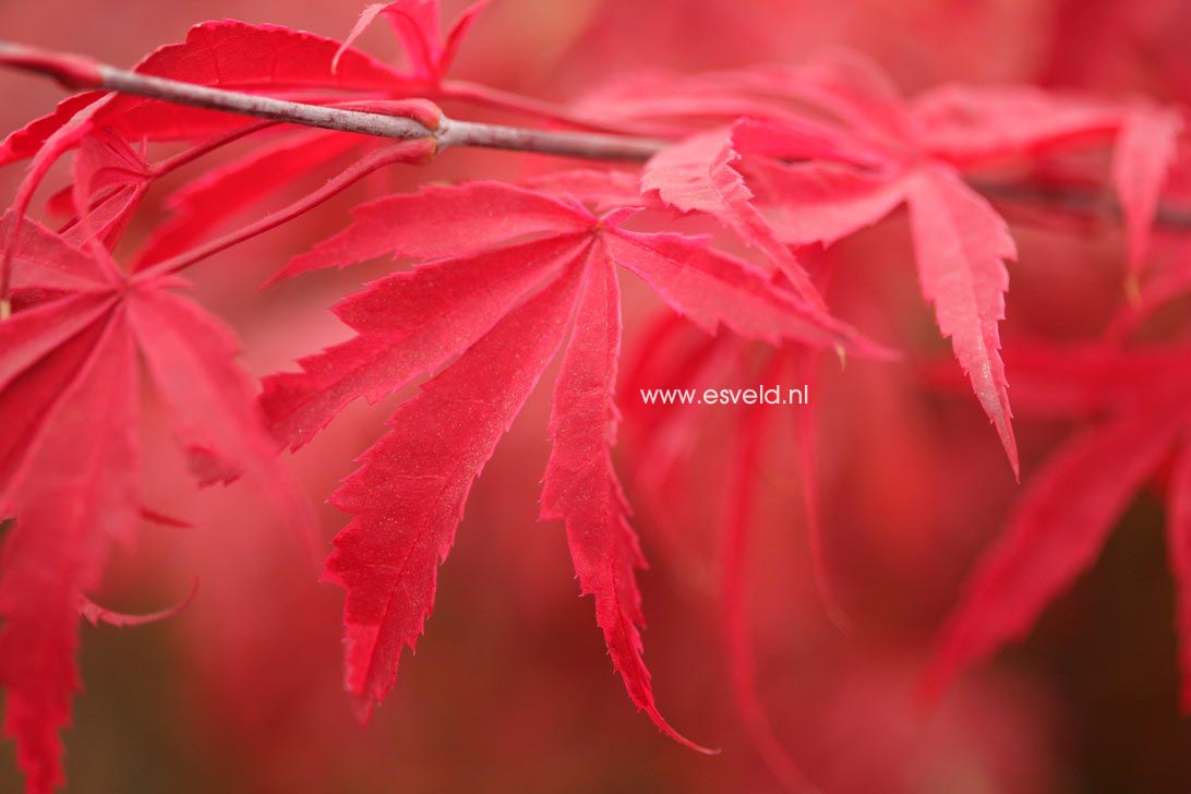 Acer palmatum 'Shirazz'