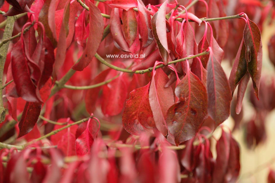 Euonymus grandiflorus 'Red Wine'