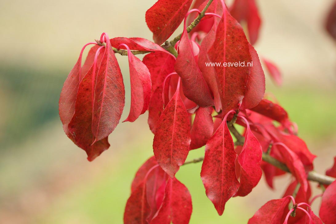 Euonymus grandiflorus 'Red Wine'
