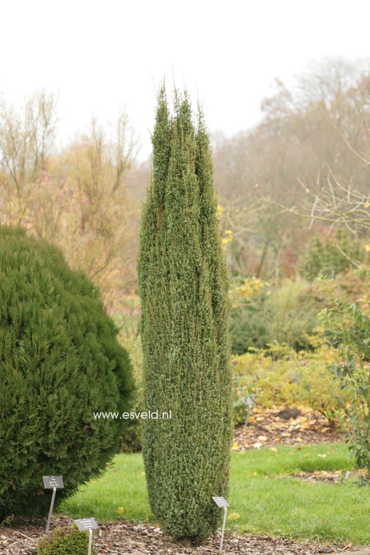 Juniperus communis 'Arnold'