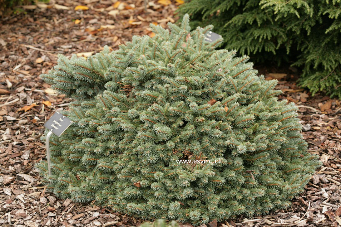 Picea pungens 'Blaukissen'