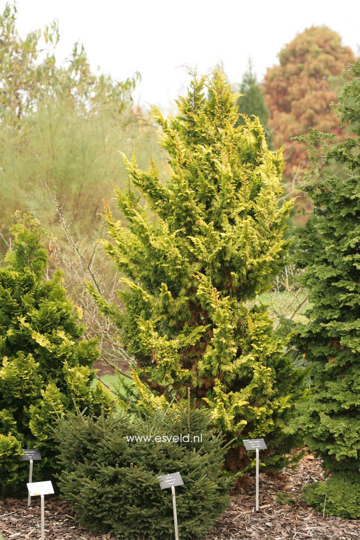 Chamaecyparis obtusa 'Kojokol hiba'