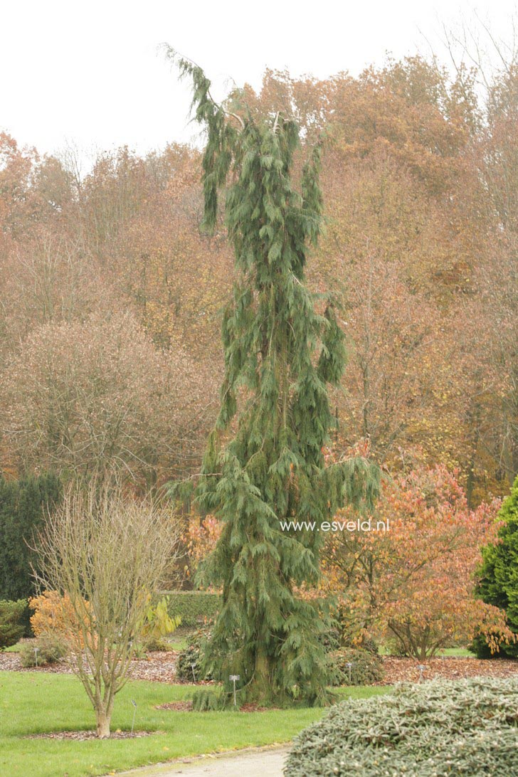 Chamaecyparis lawsoniana 'Dik's Weeping'