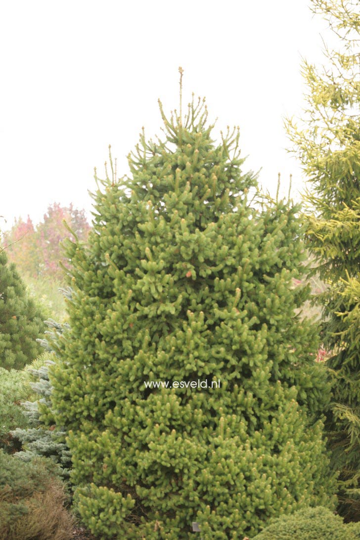 Picea abies 'Emsland'