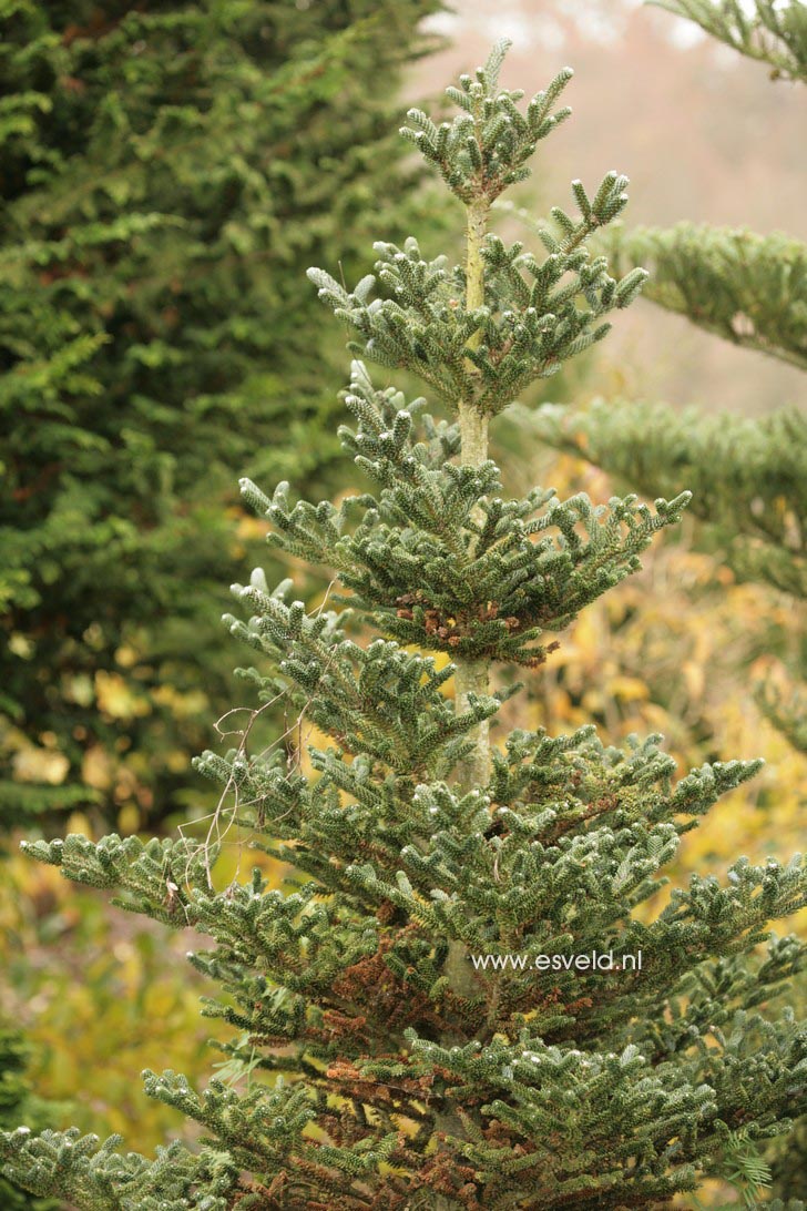 Abies koreana 'Oberon'