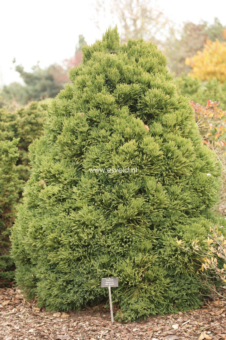 Cryptomeria japonica 'Little Diamond'