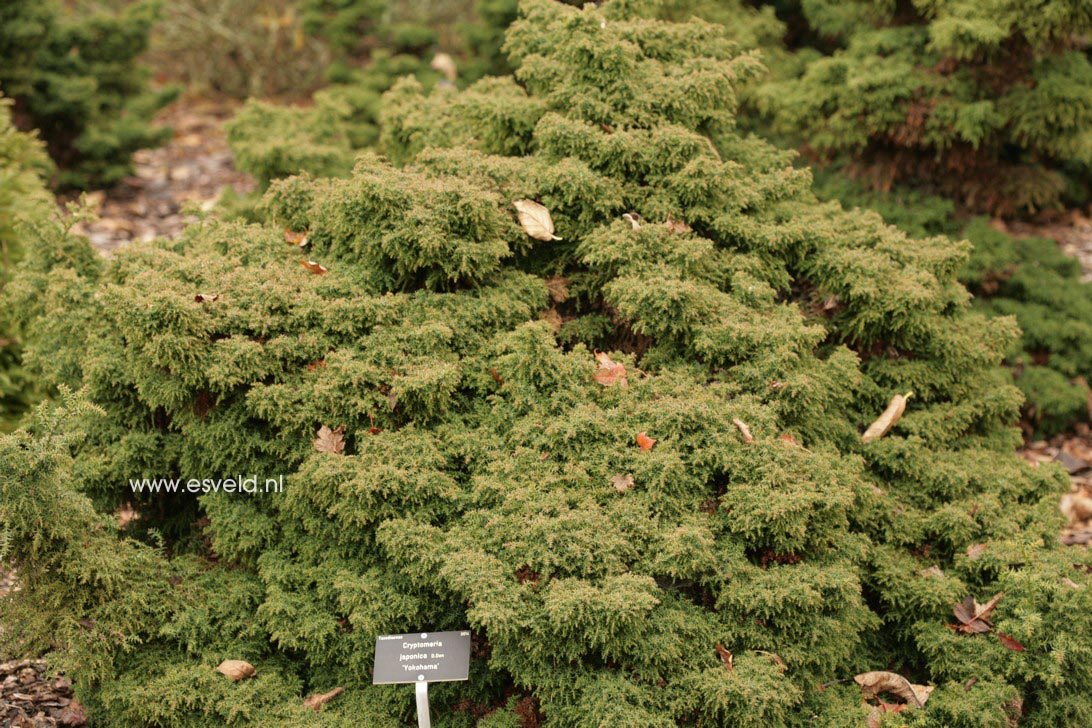 Cryptomeria japonica 'Yokohama'