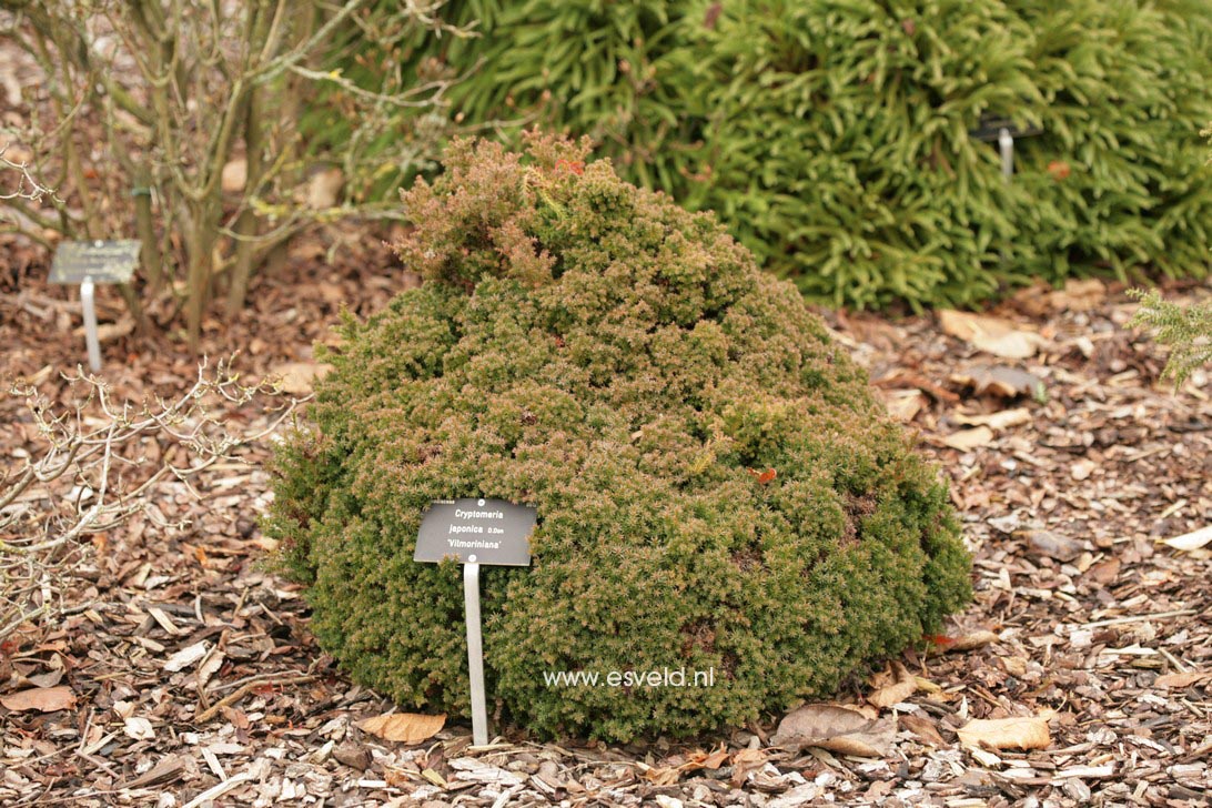 Cryptomeria japonica 'Vilmoriniana'