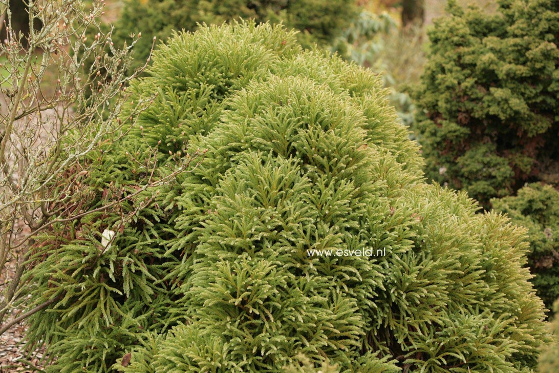 Cryptomeria japonica 'Compacta'