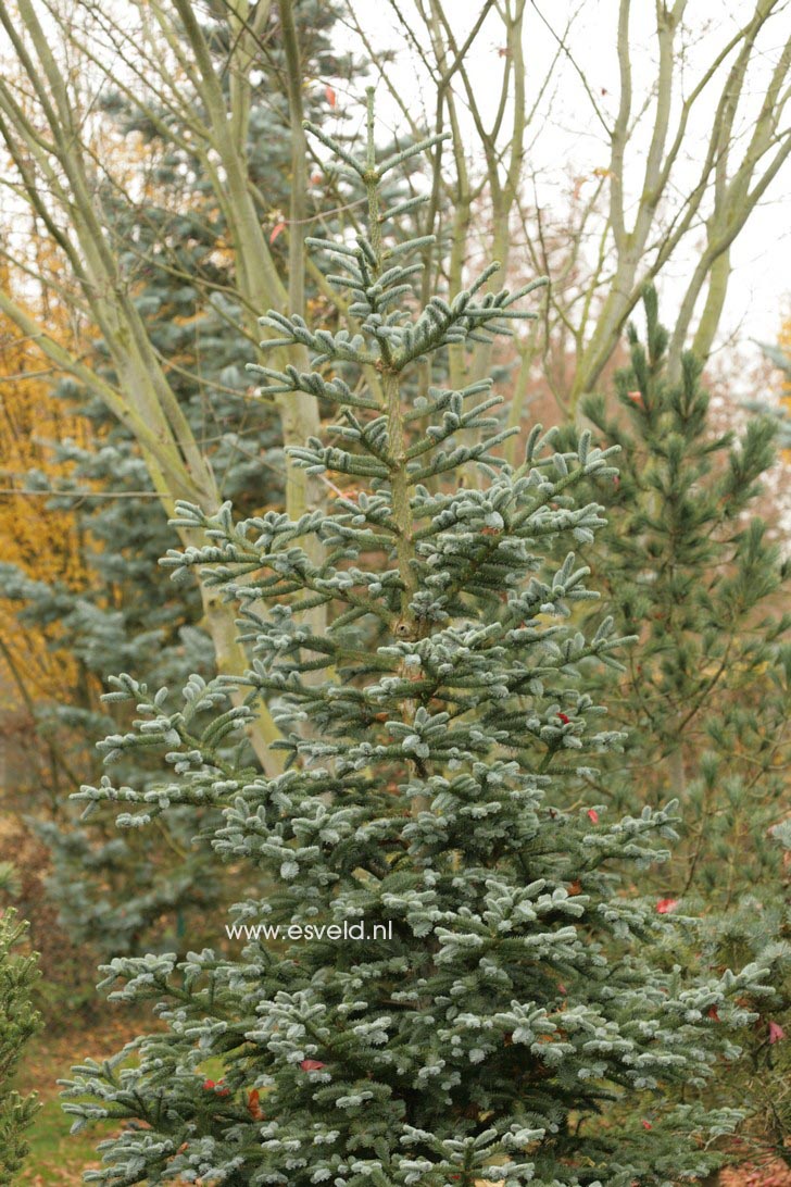 Abies procera 'Bizarro'