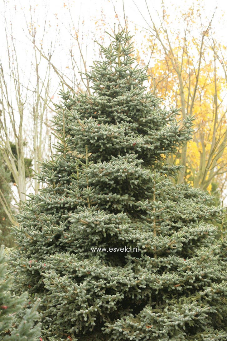 Abies pinsapo 'Horstmann'