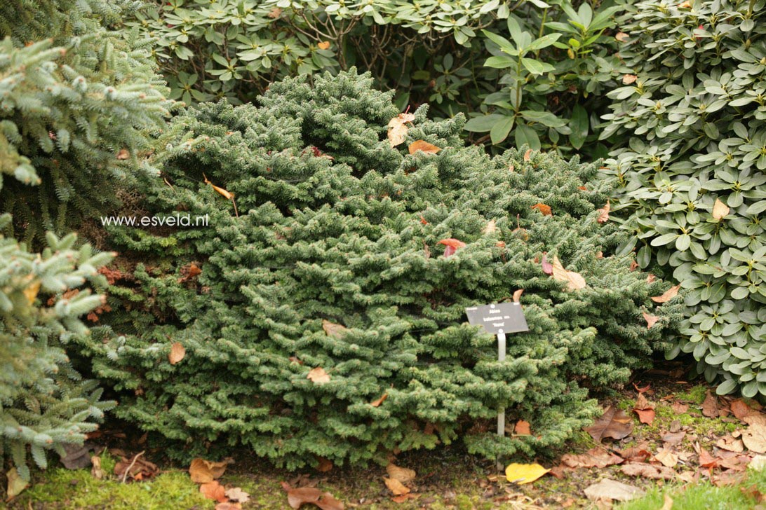 Abies balsamea 'Nana'