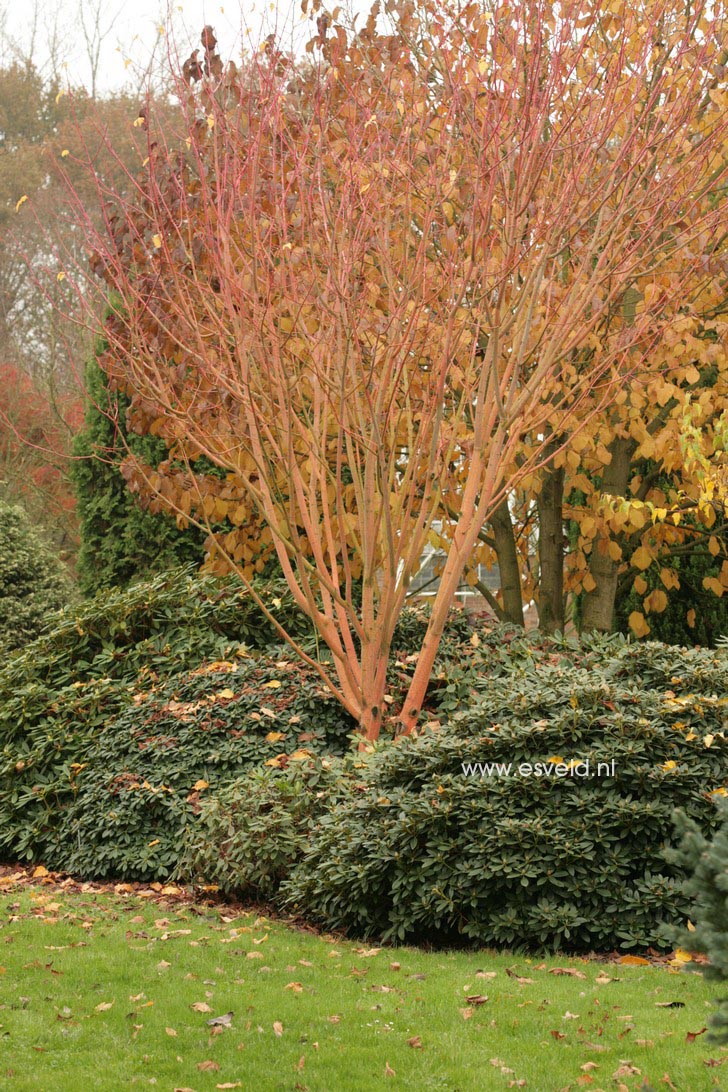 Acer conspicuum 'Phoenix'