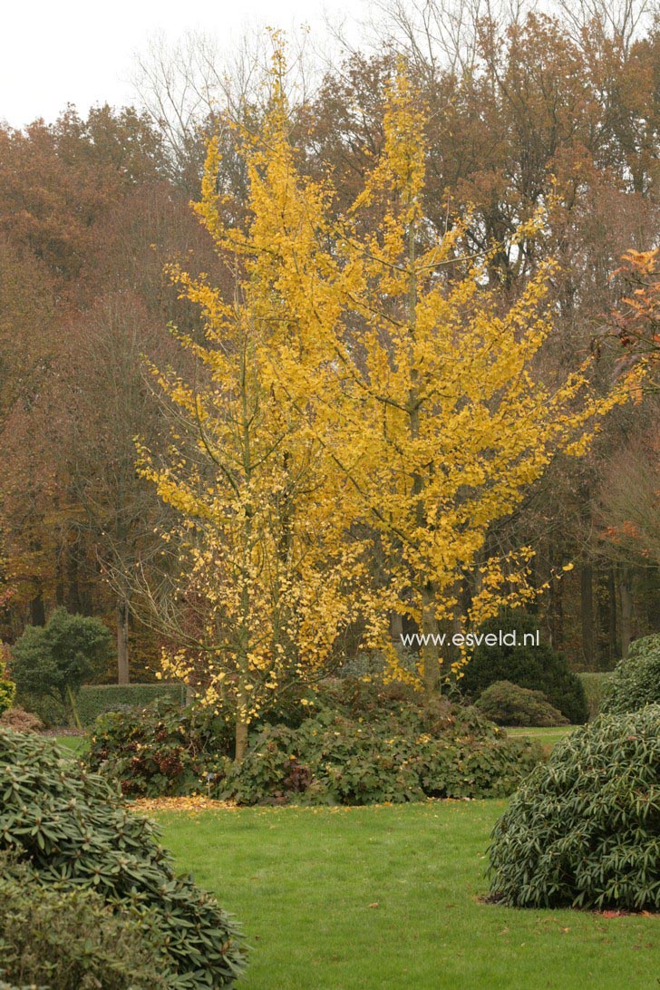 Ginkgo biloba 'Fastigiata'