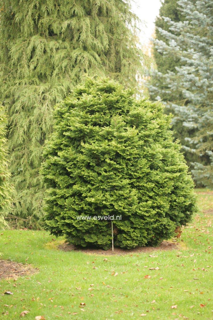 Chamaecyparis obtusa 'Gracilis'