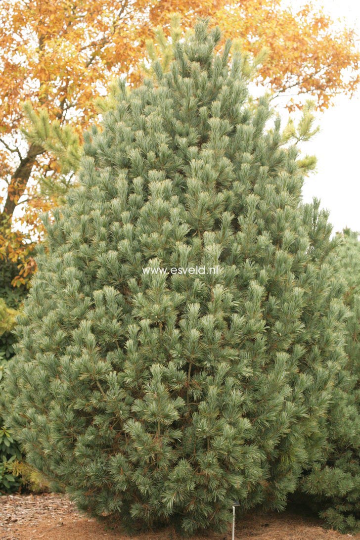 Pinus cembra 'Compacta Glauca'