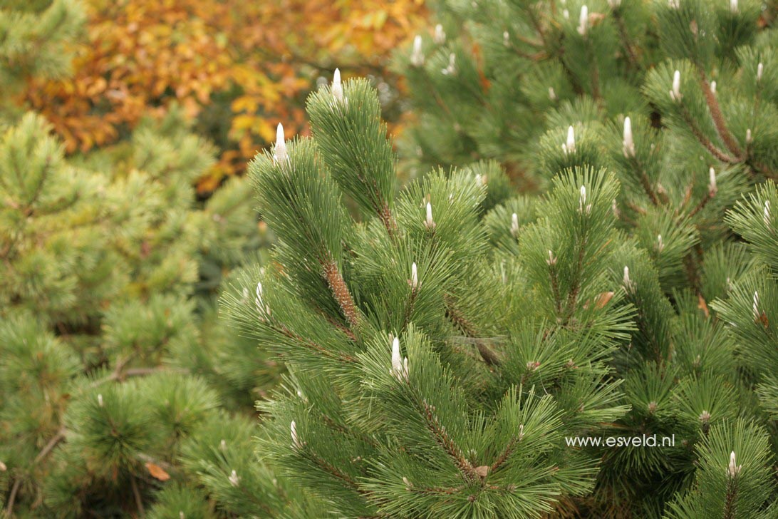 Pinus thunbergii 'Sayonara'