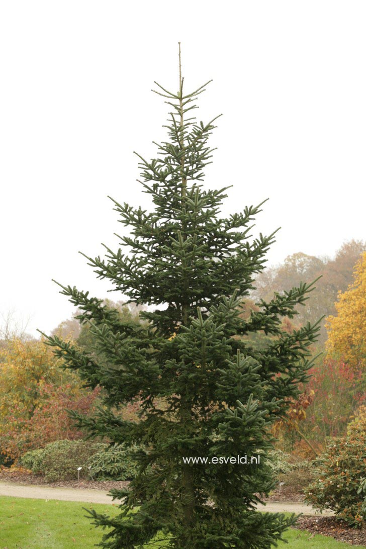 Abies delavayi 'Green Giant'