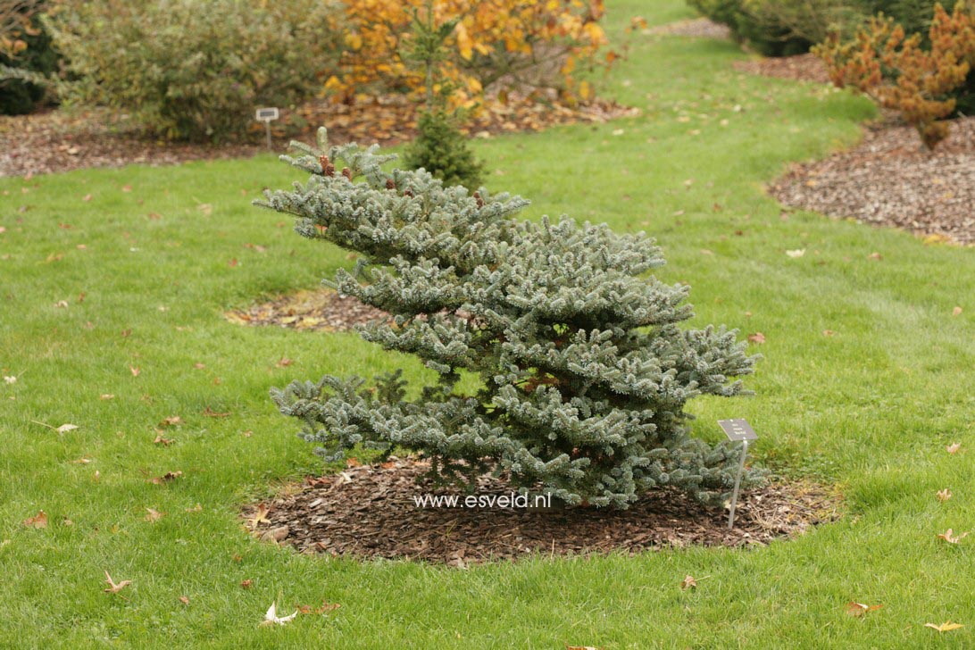 Abies koreana 'Blue Magic'
