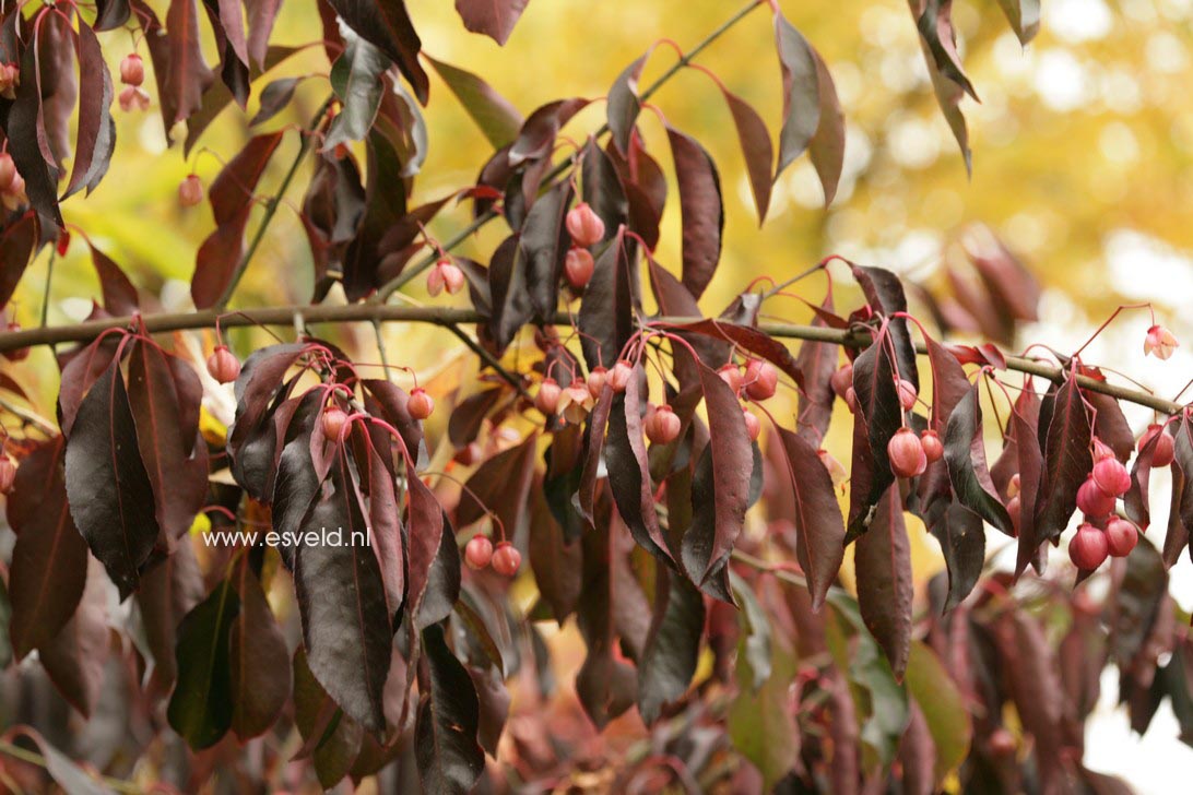 Euonymus atropurpureus