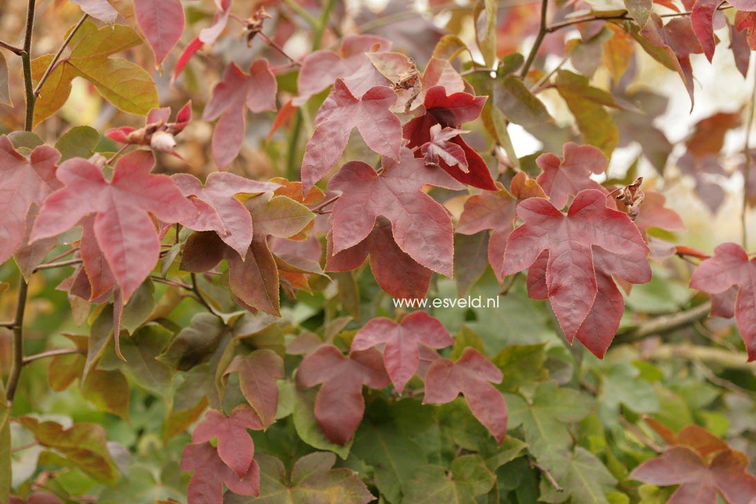 Liquidambar formosana 'Ellen'