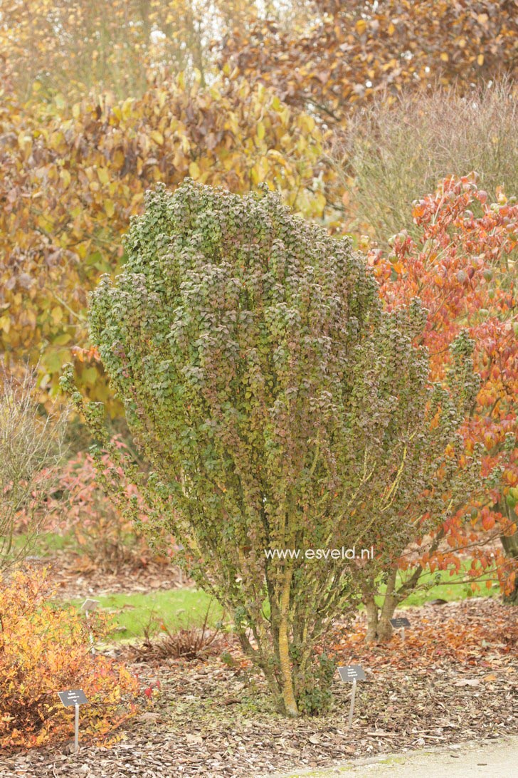 Cornus sanguinea 'Compressa'