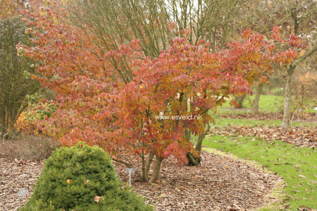 Cornus kousa 'Claudia'