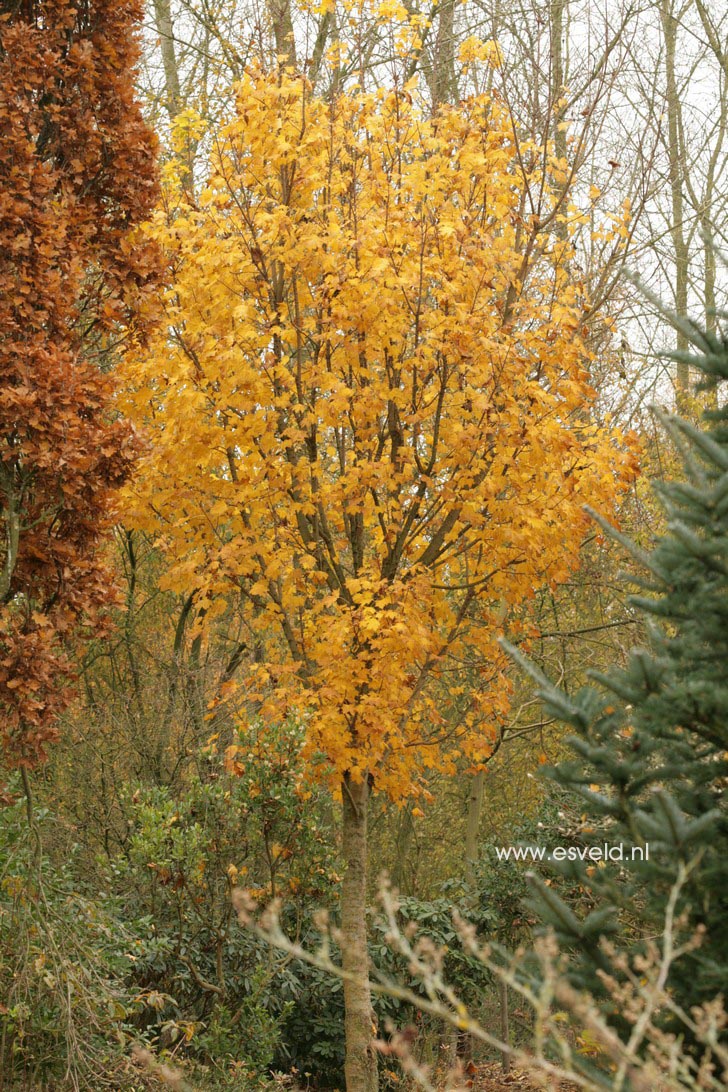 Acer platanoides 'Olmsted'
