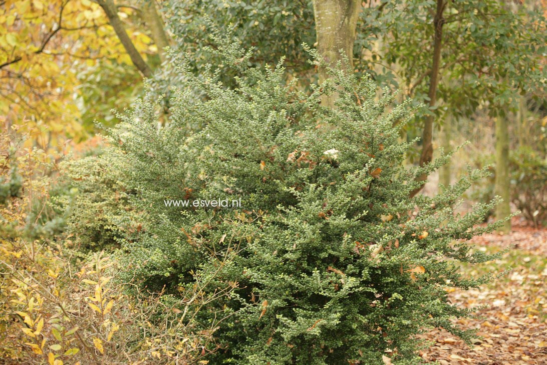 Ilex crenata 'Green Island'