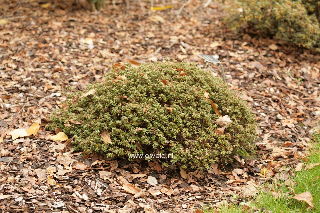 Rhododendron impeditum