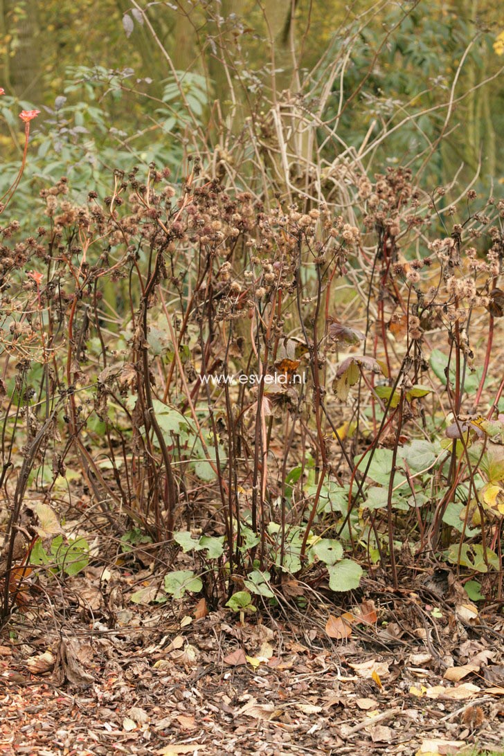 Ligularia dentata 'Othello'