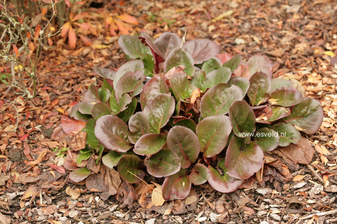 Bergenia cordifolia 'Eroica'