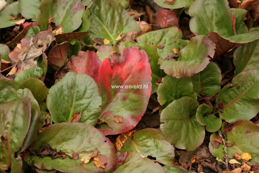 Bergenia cordifolia 'Eroica'