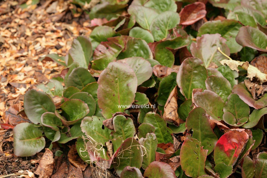 Bergenia 'Bressingham White'