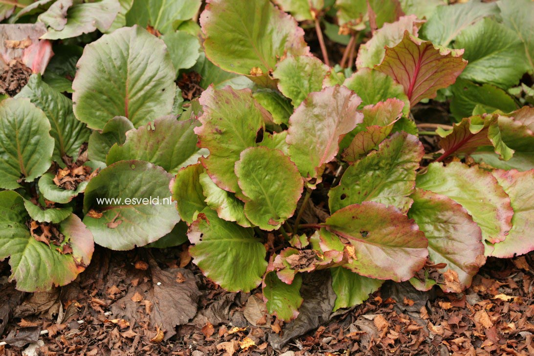 Bergenia 'Rotblum'