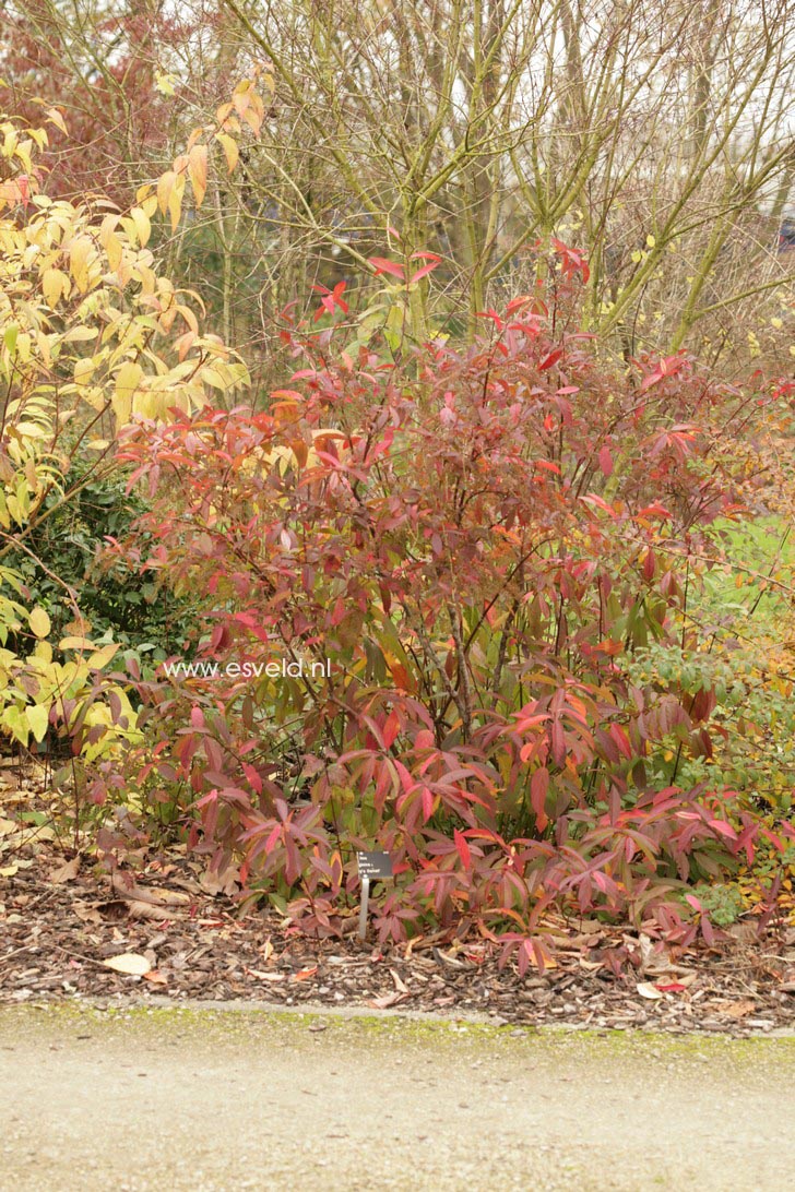 Itea virginica 'Henry's Garnet'