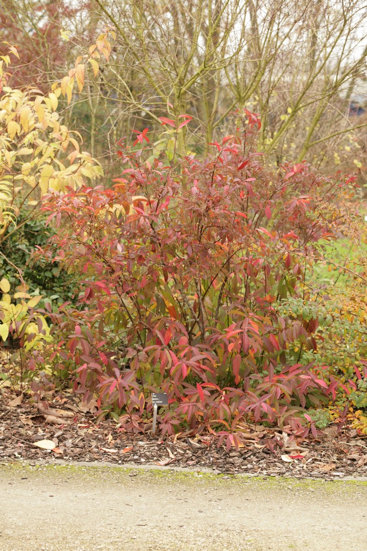 Itea virginica 'Henry's Garnet'