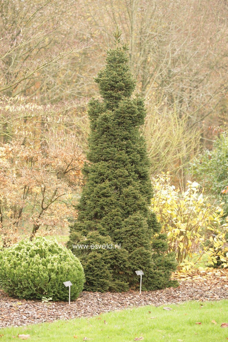 Picea abies 'Clanbrassiliana'