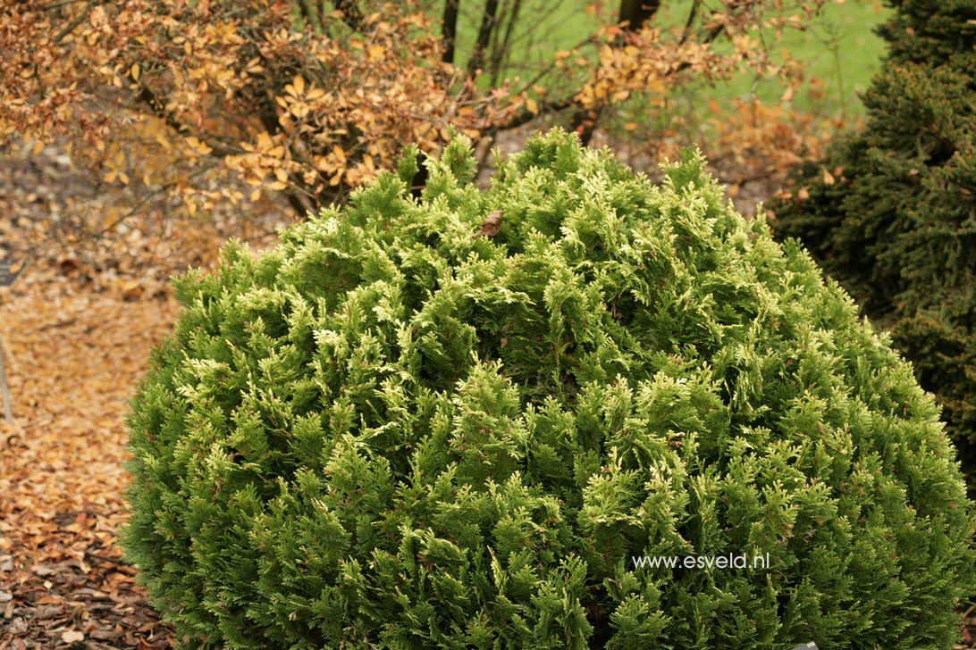 Chamaecyparis lawsoniana 'Pygmaea Argentea'